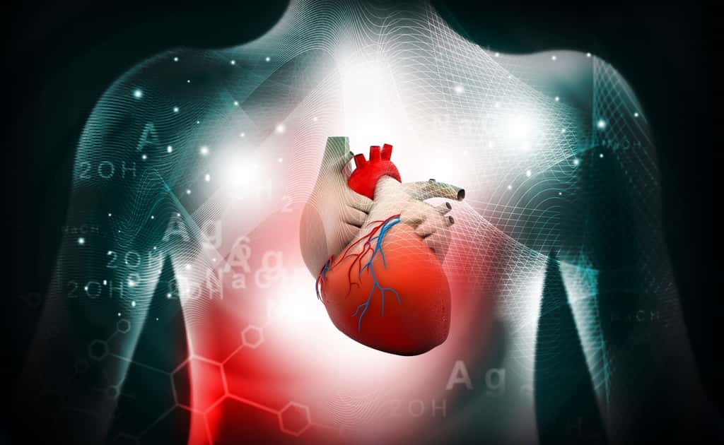 Le cœur comprend un ventricule droit, qui envoie le sang dans la circulation pulmonaire, et un ventricule gauche, qui envoie le sang dans la circulation générale. © bluebay2014, Fotolia