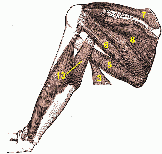 La coiffe des rotateurs comprend quatre muscles dont des rotateurs (petit rond n° 6, muscle infra-épineux n° 8) et un adducteur (supra-épineux n° 7).© Henry Vandyke Carter — Henry Gray, d'après <em>Gray's Anatomy</em>, Mikm, Wikipedia, DP