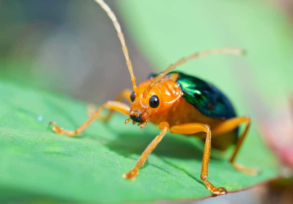Les coléoptères bombardiers stockent le peroxyde d’hydrogène dans leur corps. © Johannviloria, Shutterstock
