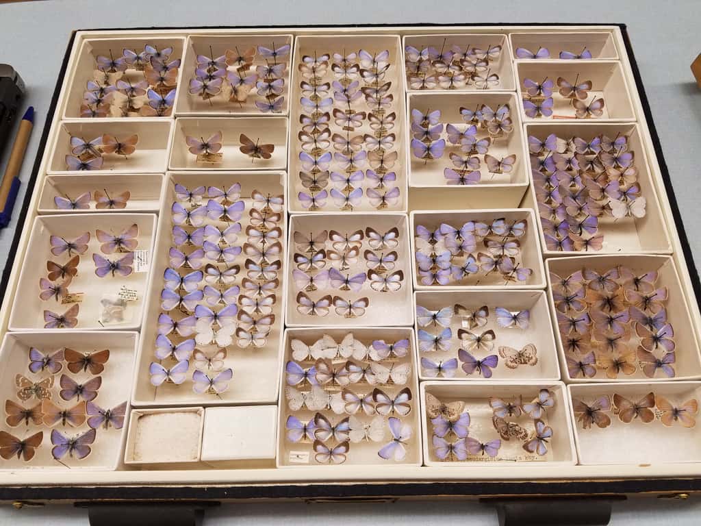 Les collections d'insectes dans les musées permettent des analyses morphologiques et d'ADN plusieurs décennies après la récolte des spécimens. © Field Museum