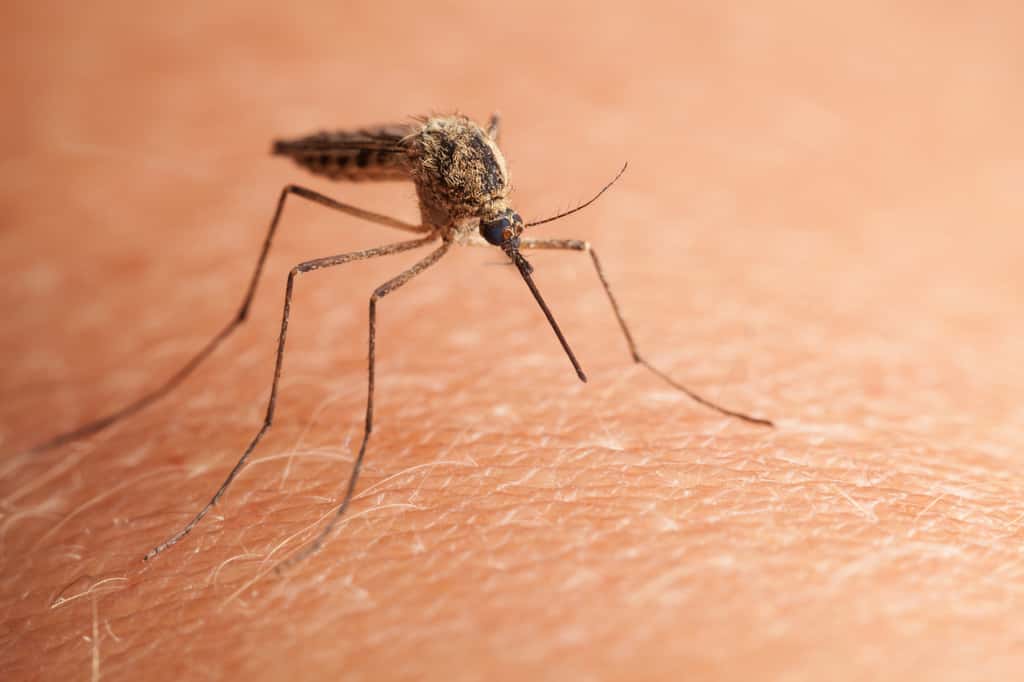  La trompe de la femelle moustique pique et aspire le sang, pouvant ainsi transmettre des maladies responsables de plusieurs centaines de milliers de morts par an. © abet, fotolia