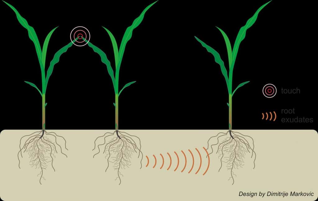 Les interactions entre plantes voisines au-dessus du sol conduisent à des signaux émis par les racines dans le sol. © Elhakeem <em>et al.</em> (2018), CC-BY