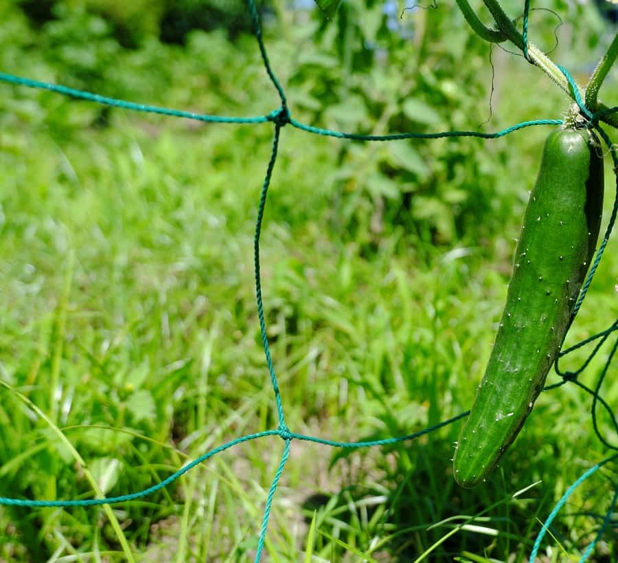 Concombre qui pousse sur un filet. © 家庭菜園で大きく育ったキュウリ, Adobe Stock