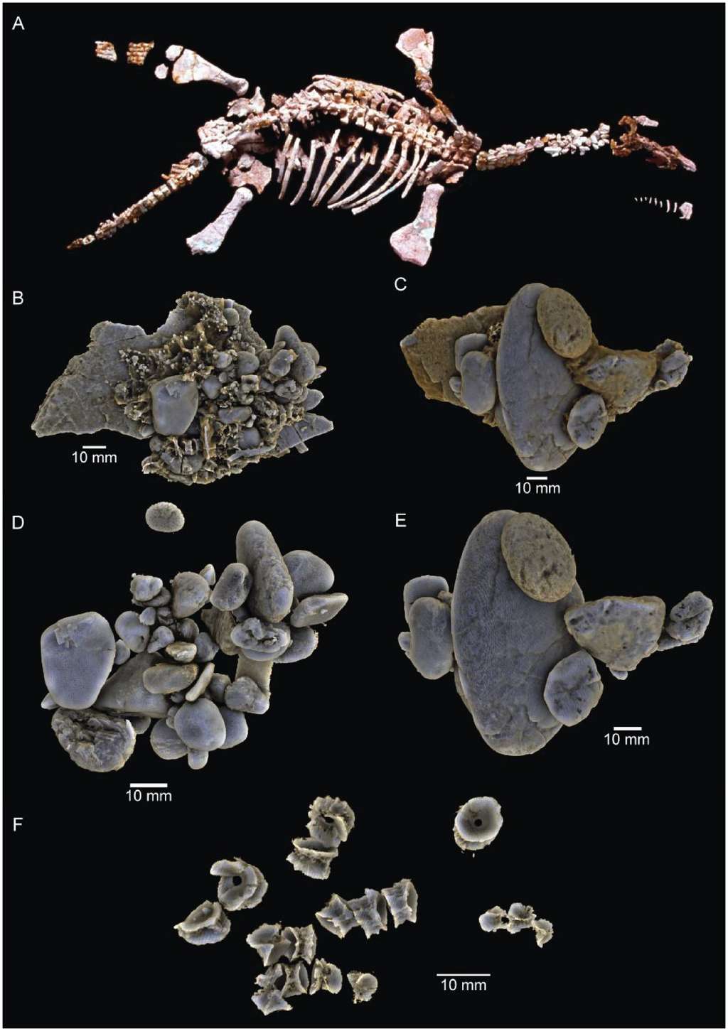A : le squelette de <em>Umoonasaurus demoscyllus</em> tel qu'il est exposé à l'<em>Australian Museum</em>, Sydney. B et C : modèles 3D des échantillons de contenu de l'estomac du plésiosaure. D et E : modèles des gastrolithes isolés du reste des échantillons. F : modèles de vertèbres appartenant à la nouvelle espèce de poisson téléostéen, isolés du reste du contenu stomacal. © White <em>et al</em>. (2023)