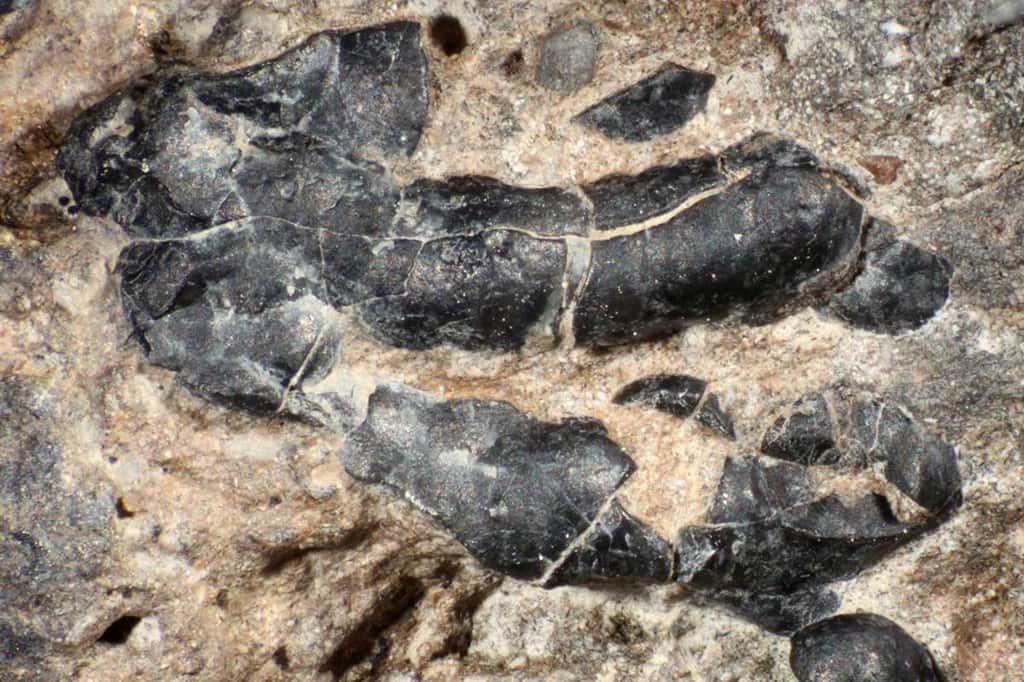Zoom sur un coprolithe de dinosaure herbivore. Les restes noirs, longs d'environ 1 cm, sont des fossiles de crustacés. © Karen Chin, <em>CU Boulder </em>