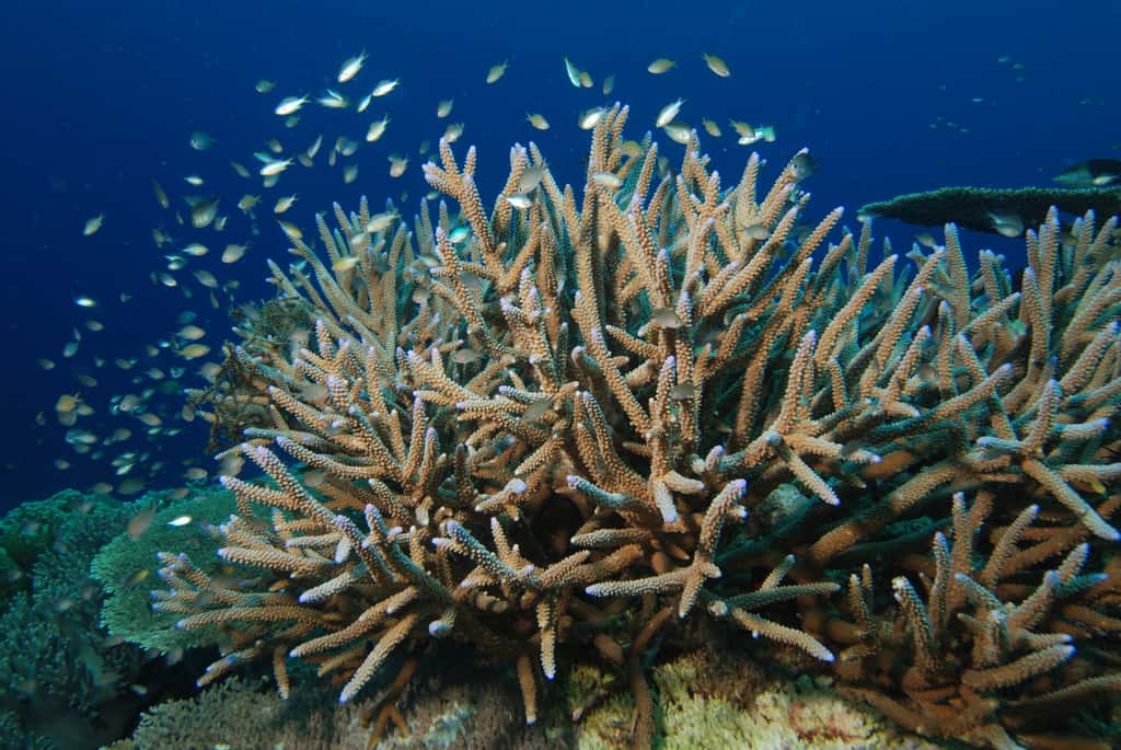 Les coraux, ici <em>Acropora cervicornis</em>, font partie des animaux régulièrement décimés par les ouragans, à cause des violents courants marins générés ou de la soudaine variation de salinité. © Albert Kok, Wikimedia Commons