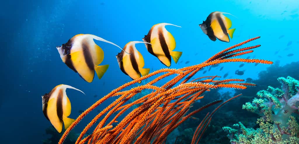 Cet épisode s'inscrit dans une accélération du réchauffement climatique déjà dramatique pour l'ensemble des coraux de la planète. © frantisek hojdysz, Adobe Stock