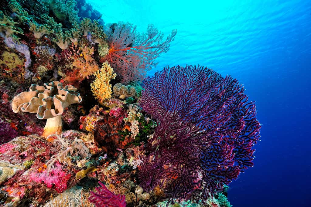 Ce sont les coraux durs qui forment les fameux récifs colorés qui abritent un quart des espèces marines connues. © ScubaDiver, Adobe Stock