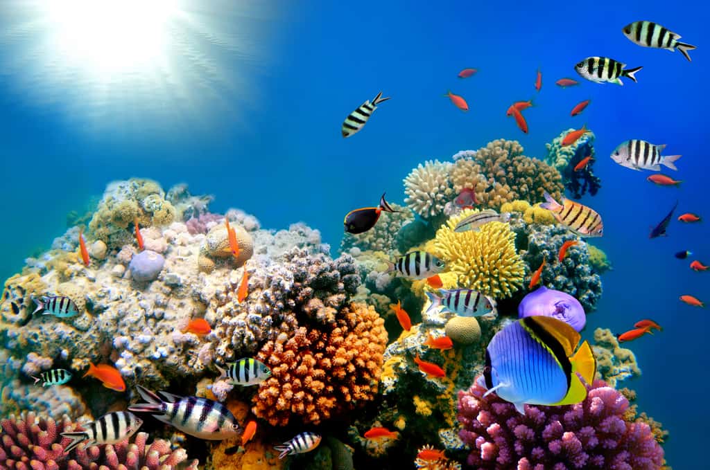 Les récifs coralliens sont des zones bouillonnant de vie et permettent de lutter contre l'érosion des côtes. © vlad61_61, Adobe Stock
