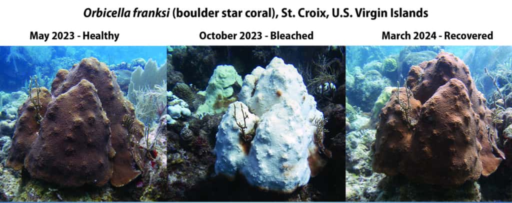 Un exemple de blanchissement de corail sur les côtes de l'île de Sainte-Croix dans les Antilles : le corail était en bonne santé en mai 2023, puis a blanchi en octobre de 2023 lors d'une vague de chaleur sous-marine, avant de se rétablir en mars 2024. © NOAA