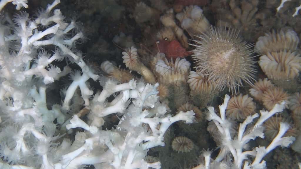 Trois espèces différentes de coraux profonds dans le canyon Lacaze-Duthiers en Méditerranée occidentale. © Fondation Total, UPMC, CNRS Photothèque, Nadine Le Bris