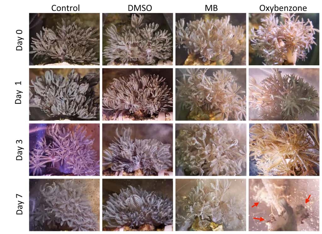 La toxicité des coraux du bleu de méthylène (MB) par rapport à l'oxybenzone durant sept jours à 1 µM. Les flèches rouges indiquent des tissus morts. © Zheng‑Mei Xiong et <em>al. Scientific Reports</em>