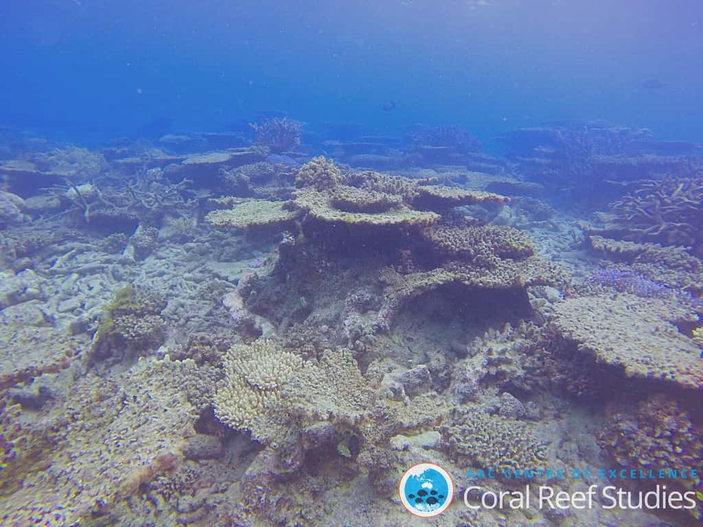 Les coraux grandissant en forme de disque ou de « table » se font de plus en plus rares dans la Grande Barrière de Corail. © Andreas Dietzel