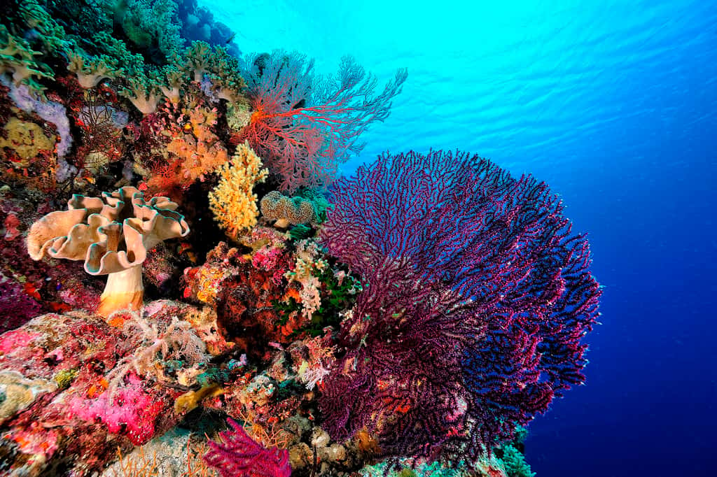 Coraux et invertébrés pourraient souffrir énormément de cette canicule océanique. © ScubaDiver, Adobe Stock