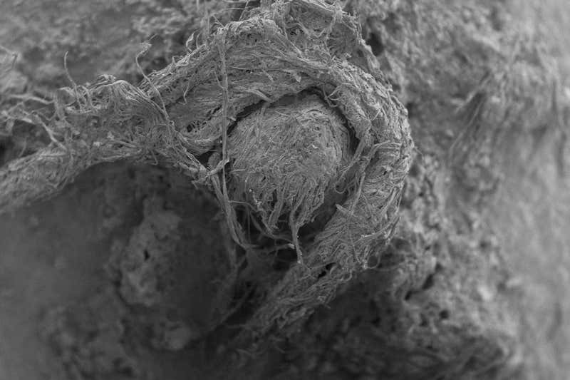 La cordelette découverte dans l'Abri de Maras en France vue au microscope. © M.H Moncel, <em>Scientific Reports</em>