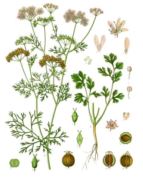 La coriandre, plante aromatique, (<em>Coriandrum sativum</em>) est une espèce de plantes herbacées annuelle de la famille des Apiacées (Ombellifères). © Franz Eugen Köhler, <em>Köhler's Medizinal-Pflanzen</em>, 1897, <em>Wikimedia Commons</em>, domaine public