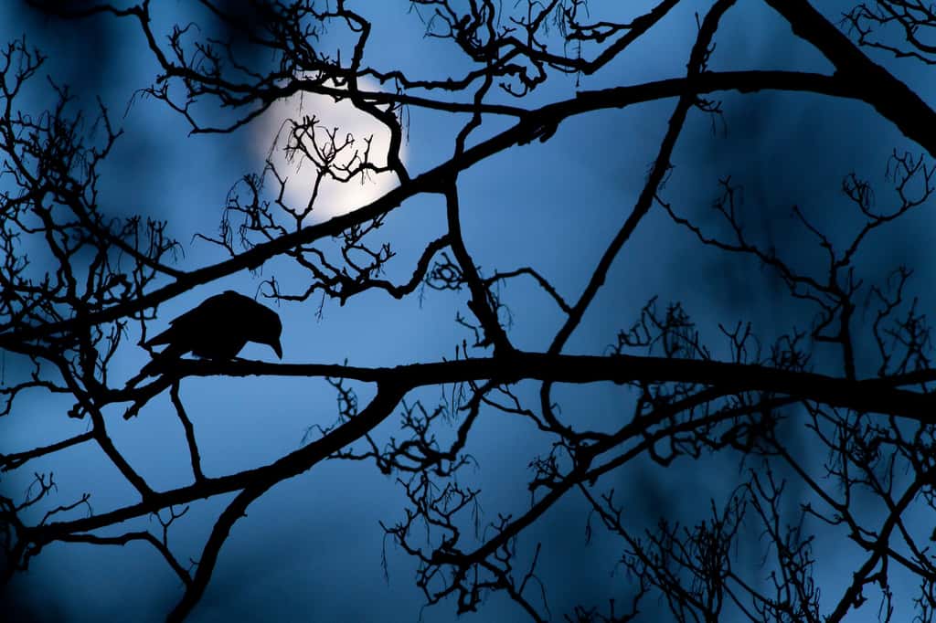 Une corneille, créature très intelligente et pourtant mal aimée, ici sur une branche, en compagnie du globe lunaire. <em>« Si une image pouvait être un poème, ce serait celle-là »</em> a déclaré Lewis Blackwell, membre du jury. © Gideon Knight, <em>2016 Wildlife Photographer of the Year</em>