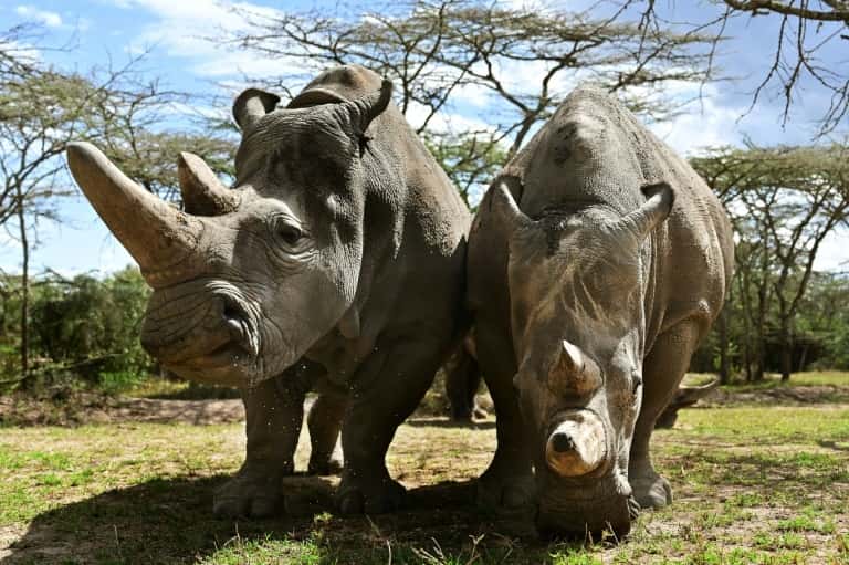 Des rhinocéros blancs, le 28 ami 2019 à Laikipia, au Kenya. © Tony Karumba - AFP/Archives