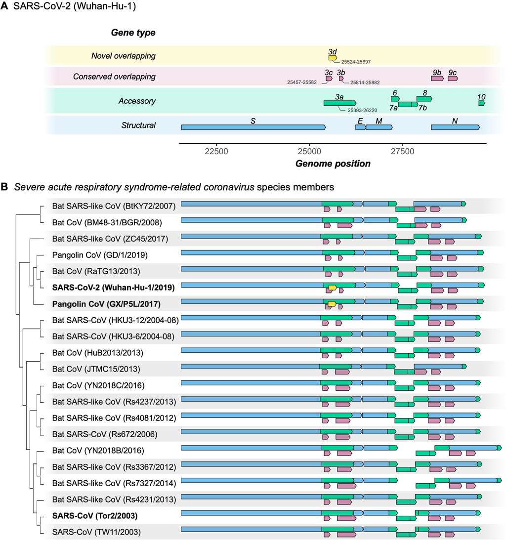 En haut, les gènes portés par le génome du SARS-CoV-2. Le 3d indique l'ORF3d, le nouveau gène chevauchant identifié. En bas : l'alignement génétique de différents coronavirus de la famille des <em>Betacoronavirus</em>. Seules deux séquences alignées possèdent ORF3d. © Chase W Nelson et al. <em>eLife</em>