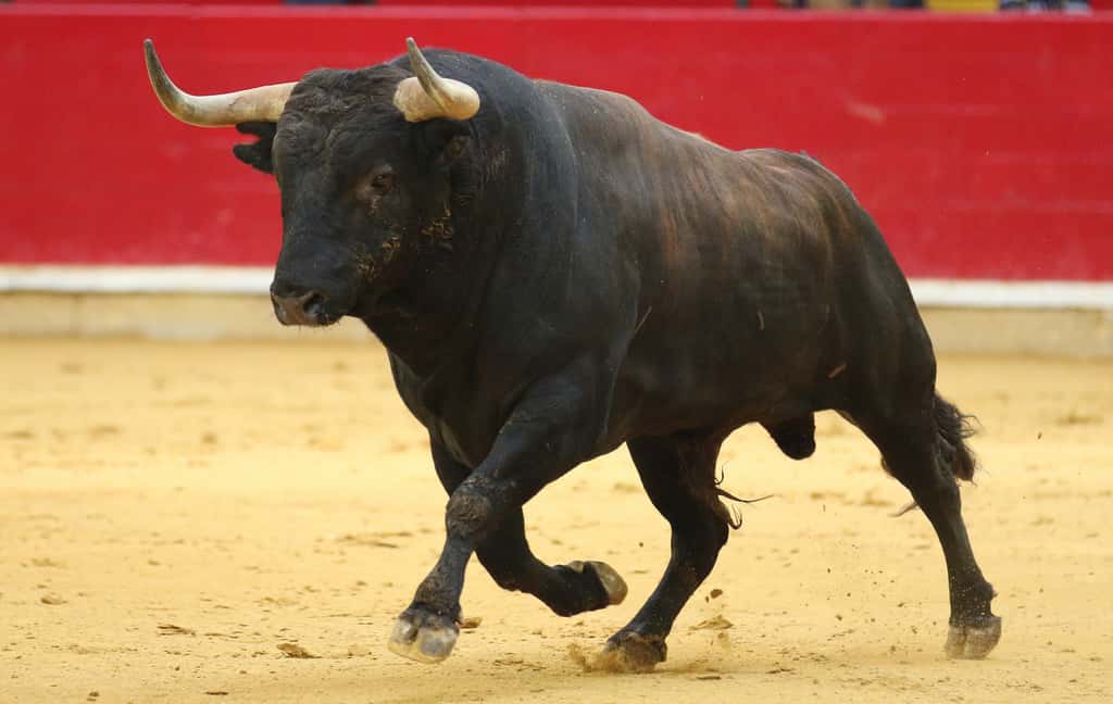 Lors d'une corrida, une tradition encore bien ancrée dans le Sud, les taureaux voient rouge ! © Antonio, Adobe Stock