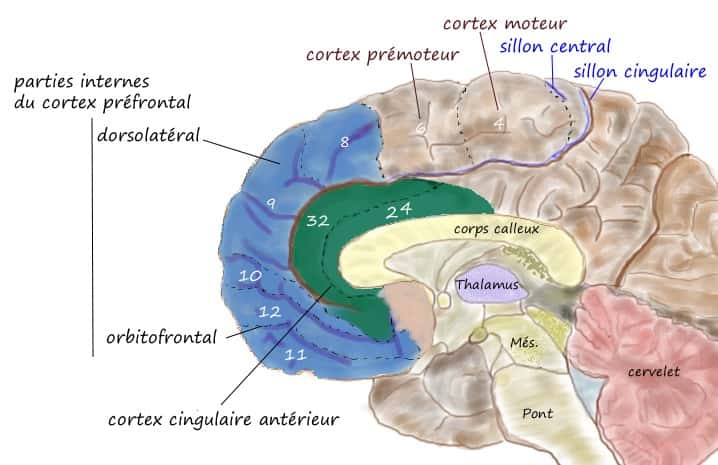 Vue médiale du cortex préfrontal. © Pancrat, CC BY-SA 3.0, <em>Wikimedia Commons</em>