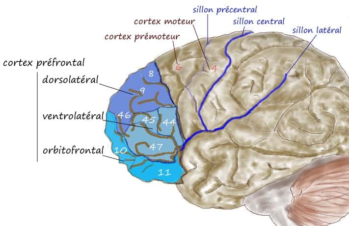 Vue latérale du cortex préfrontal, face externe de l'hémisphère gauche. © Pancrat, CC BY-SA 3.0, <em>Wikimedia Commons</em>