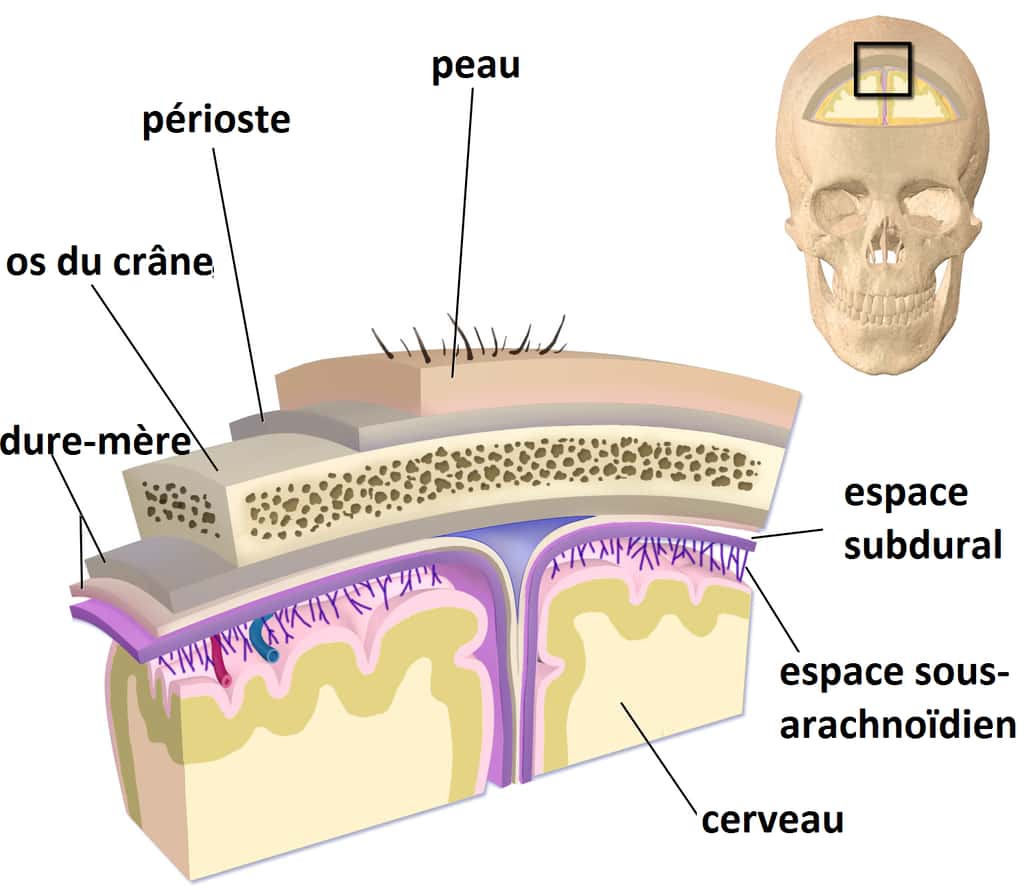  Schéma des méninges autour de l’encéphale. L'espace sous-arachnoïdien se situe sous la dure-mère. © <em>Blausen Medical</em>, BruceBlaus, <em>Wikimedia Commons</em>, CC by 3.0