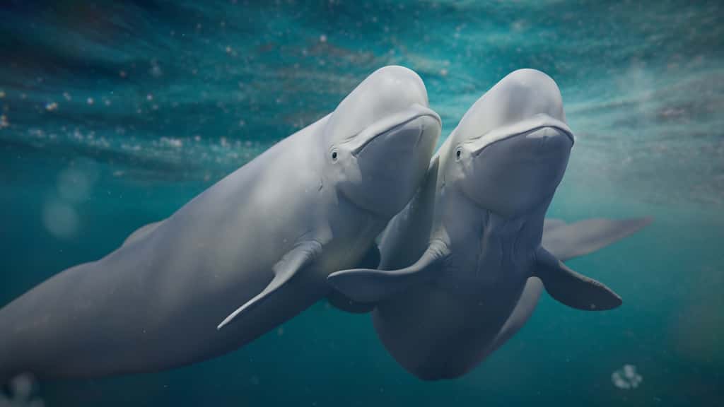 Le beluga a une grosse bosse sur le front, ce qui le distingue des autres mammifères marins. © dottedyeti, Adobe Stock