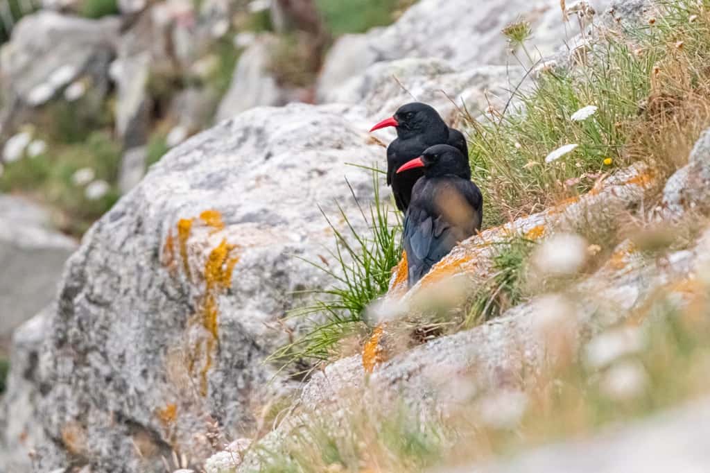 Cet oiseau noir qui pousse des cris aux abords de la falaise est le crave à bec rouge. © Philippe Paternolli, Adobe Stock
