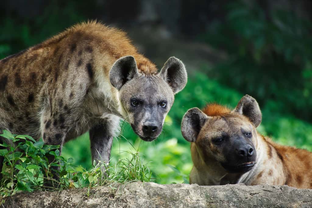  Pour communiquer et se coordonner, les hyènes tachetées disposent d'un tas de vocabulaire sonore qui leur permet d’identifier l’âge, le sexe, la localisation, l’état émotionnel et l’identité de la hyène qui crie. © gumpapa, Adobe Stock