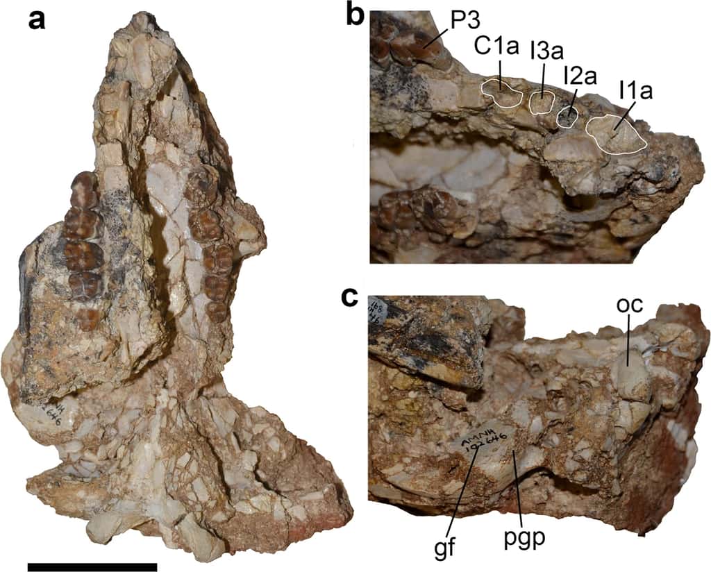 Le crâne de Mukupirna analysé par les paléotologues. Les indications montrent l'emplacement des dents. © Robin M; D. Bexk et al. <em>Scientific Reports</em> 2020