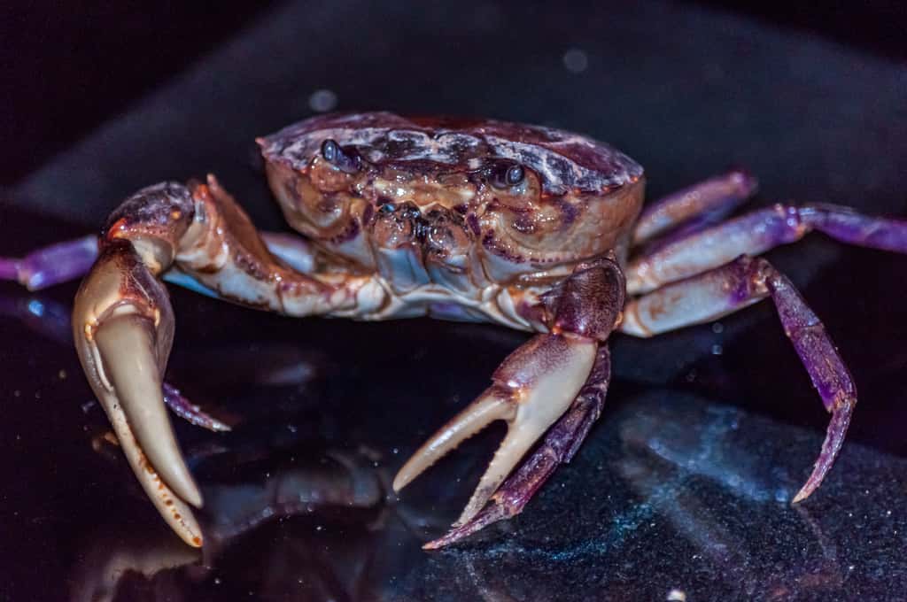 Le cycle de vie du crabe de Dungeness est modifié par les événements climatiques extrêmes. © Wirestock, Adobe Stock