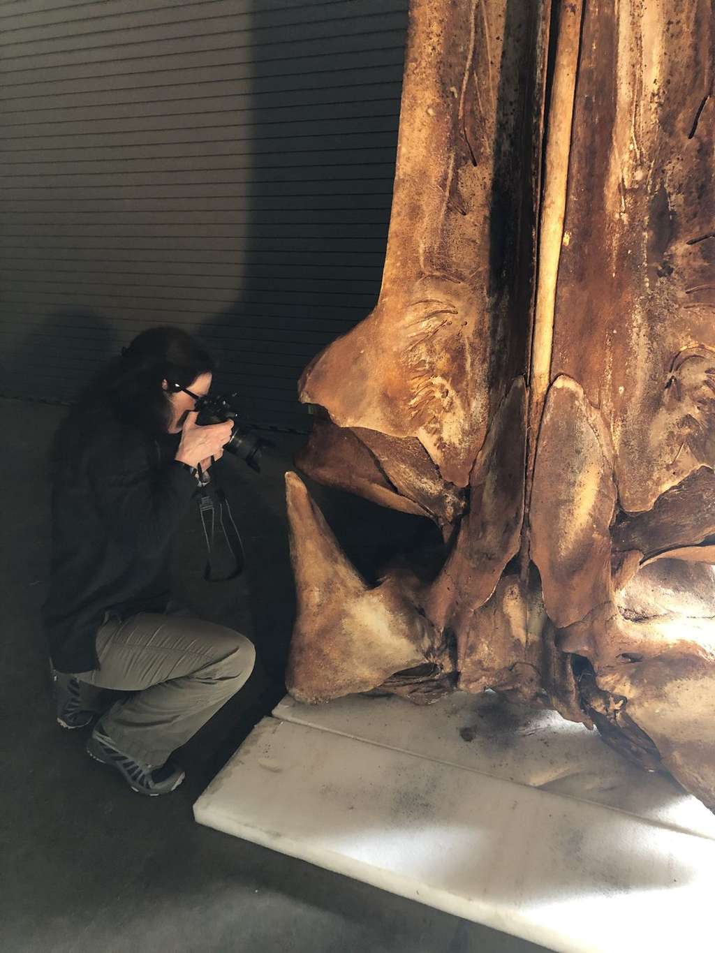 Le crâne de la baleine de Rice échouée en 2019 et analysée dans cette étude. © NOAA