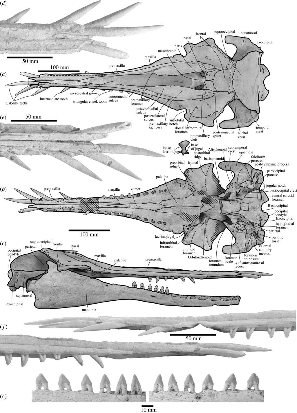 Les différents éléments du crâne de <em>N. matakoi</em> en vue dorsale (a) et (d), ventrale (b) et (e), et latérale (c) et (f). Les photos (g) présentent les dents de la mâchoire inférieure (mandible) en vue externe et interne. © A. Coste <em>et al</em>. (2023)