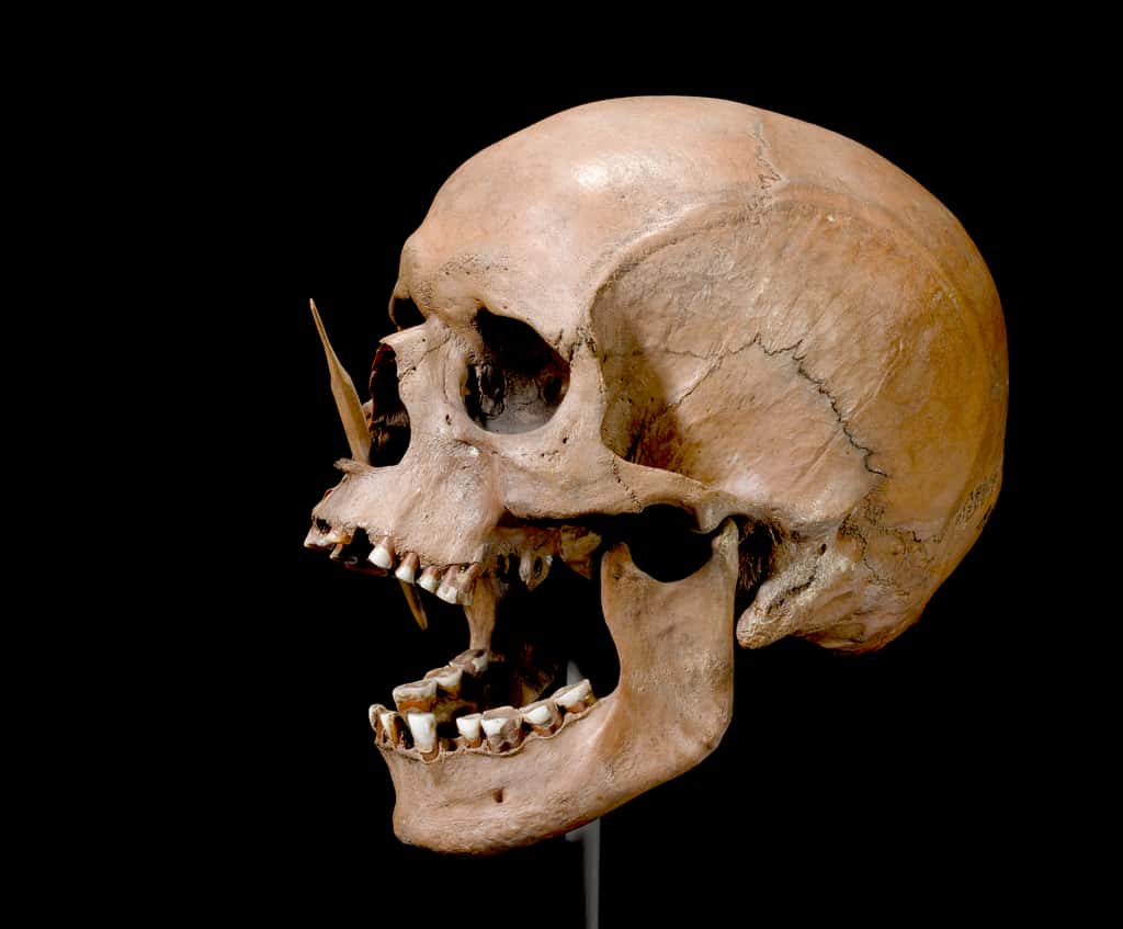 Ce crâne ayant appartenu à un homme du Néolithique fait partie des échantillons étudiés par les scientifiques. © <em>The Danish National Museum</em>