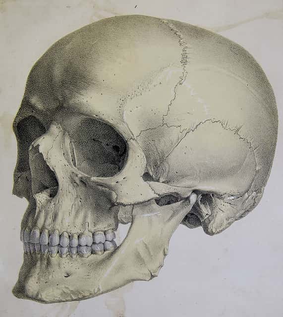 Le neurocrâne est la partie du crâne qui englobe l’encéphale. © University of Liverpool Faculty of Health &amp; Life Sciences, d’après une lithographie de John Senex, 1723, Flickr, CC by-sa 2.0
