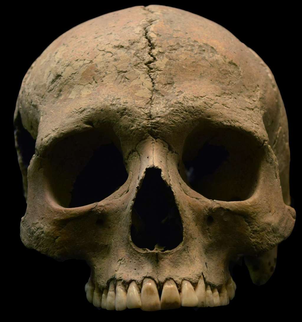 Crâne provenant de Velia. Un individu de Velia portait de l’ADN mitochondrial de <em>Plasmodium</em>. © Luca Bandioli, <em>Pigorini Museum</em>
