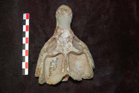 Crâne du thérapside cynodonte <em>Diademodon sp.</em> provenant du Trias moyen d’Afrique du Sud. © Kévin Rey