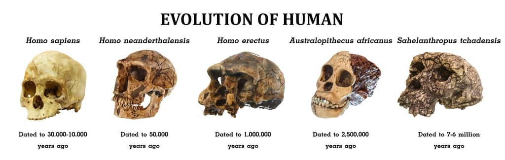 Morphologies crâniennes de plusieurs homininés. © stockdevil, Adobe Stock