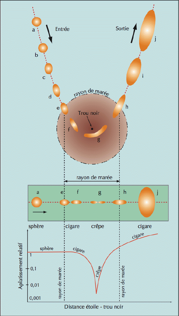 L’écrasement d’une étoile par les forces de marée d’un trou noir. Le dessin illustre la déformation progressive d’une étoile plongeant profondément dans le rayon de marée d’un trou noir géant (la taille de l’étoile est considérablement agrandie pour la clarté du dessin). La figure du haut représente la déformation de l’étoile dans son plan orbital (vue de dessus), celle du milieu montre la déformation dans la direction perpendiculaire (vue par la tranche), et le diagramme du bas indique l’aplatissement relatif. De (a) en (d), les forces de marée sont faibles et l’étoile reste pratiquement sphérique. En (e), l’étoile pénètre dans le rayon de marée et est dès lors condamnée. Sa configuration se rapproche d’abord de celle d’un cigare, puis de (e) à (g), l’effet laminoir des forces de marée écrase l’étoile dans son plan orbital, en une configuration de « crêpe ». Puis l’étoile rebondit et se dilate en ressortant du rayon de marée en (h). Plus loin, sur son orbite, l’étoile finit par se dissocier en fragments gazeux. Des simulations hydrodynamiques détaillées, prenant en compte les ondes de choc, ont été effectuées durant la phase d’écrasement (e) à (g). © J.-P. Luminet