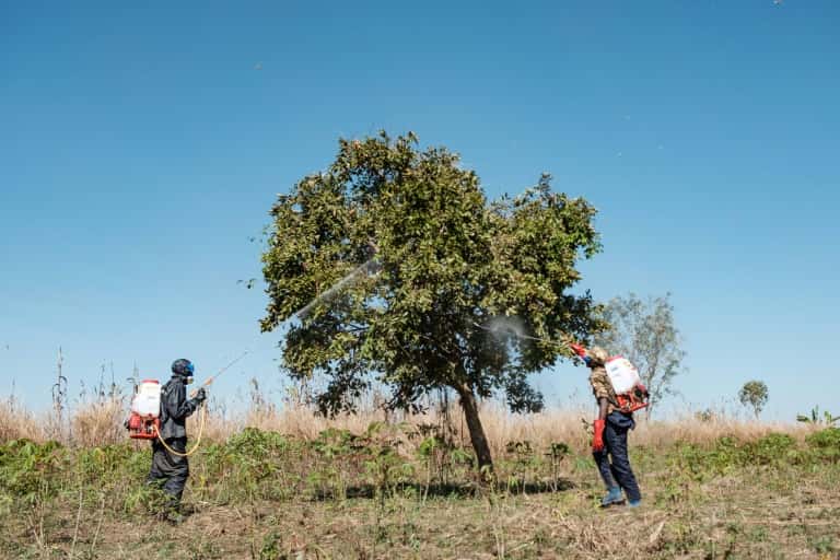 Des soldats ougandais pulvérisent arbres et plantes après l'arrivée d'essaims géants de criquets. © Sumy Sadurni, AFP
