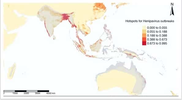 Risque prédictif de l’émergence de maladies à Henipavirus (en rouge) modélisé avec la distribution spatiale des réservoirs mammaliens (en gris). © Jagadesh et coll. 2021