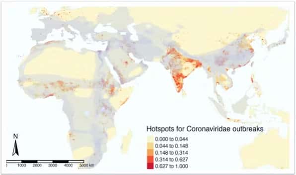 Risque prédictif d’émergence de maladies Coronaviridae (en rouge) modélisé avec la distribution spatiale des réservoirs mammaliens (en gris). © Jagadesh et coll. 2021