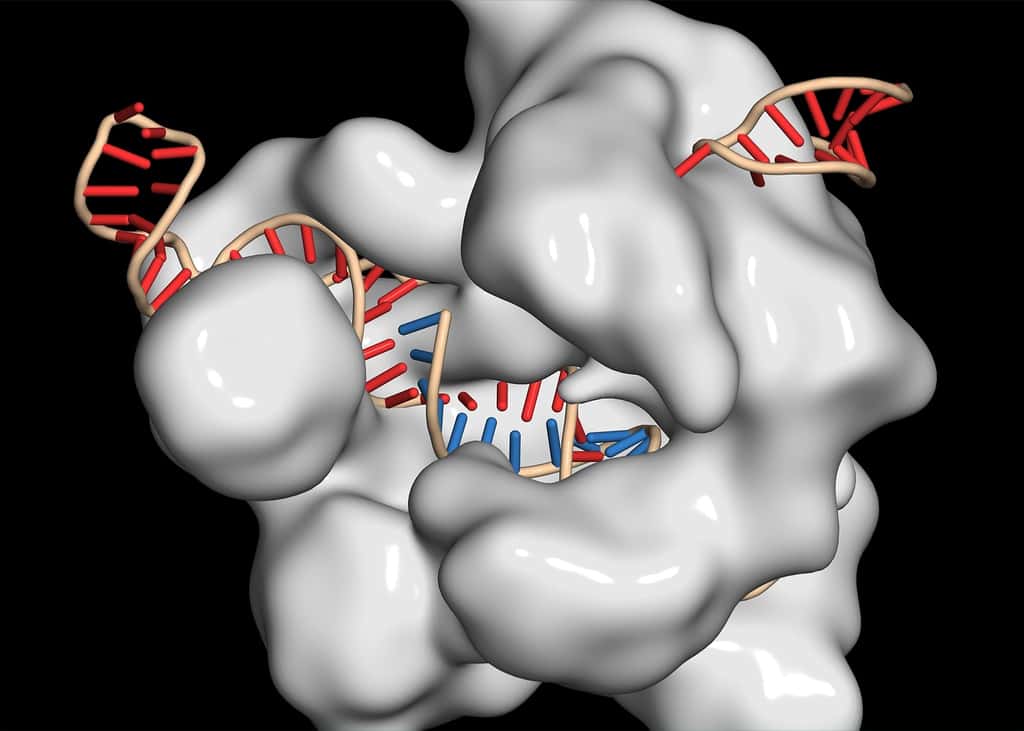 Le système CRISPR-Cas9 associe une enzyme qui coupe l’ADN et une molécule guide. © molekuul_be, Shutterstock