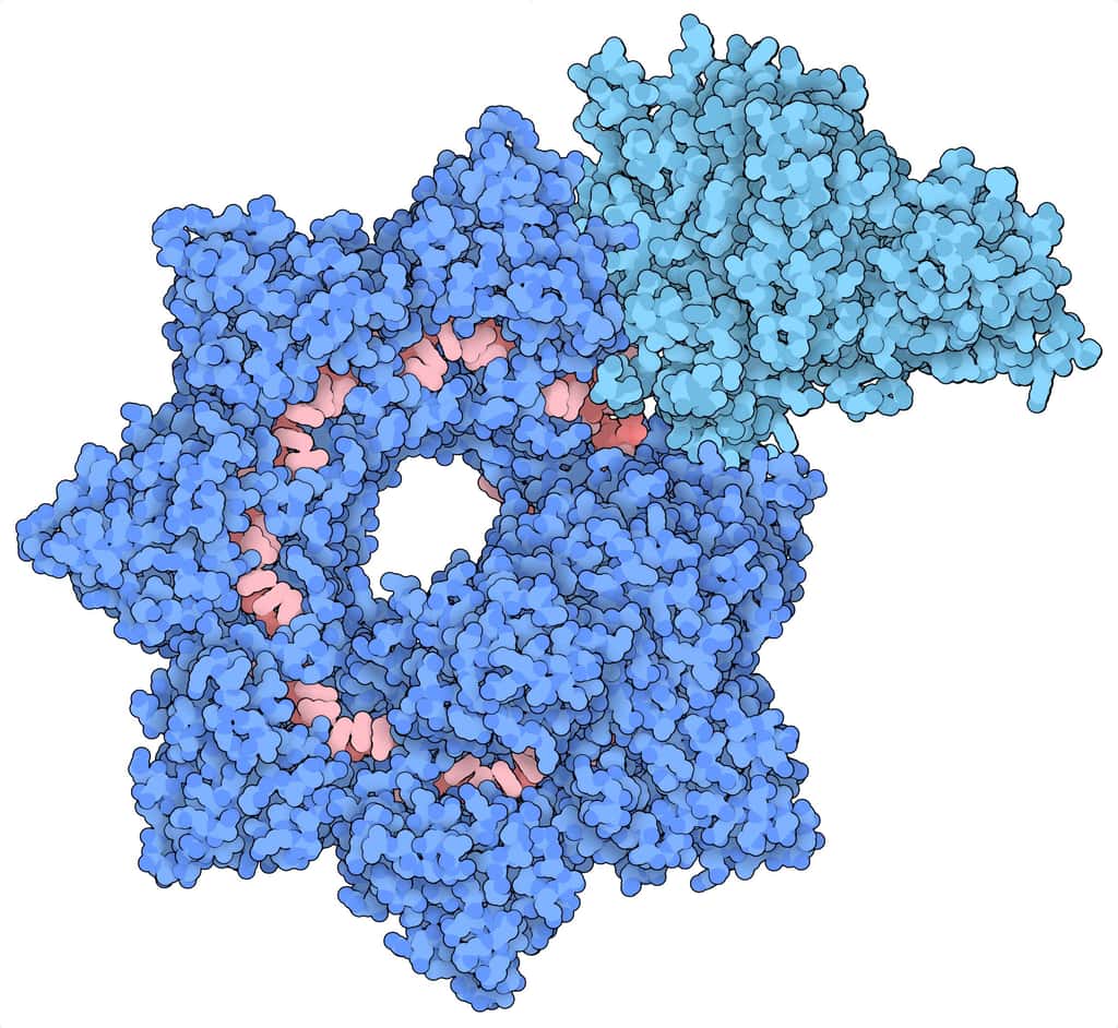La structure du complexe Integrate montrant Cascade (bleu foncé), TniQ (bleu clair), et ARN guide (rouge pâle). © <em>Sternberg and Fernández Labs</em>, Université de Columbia