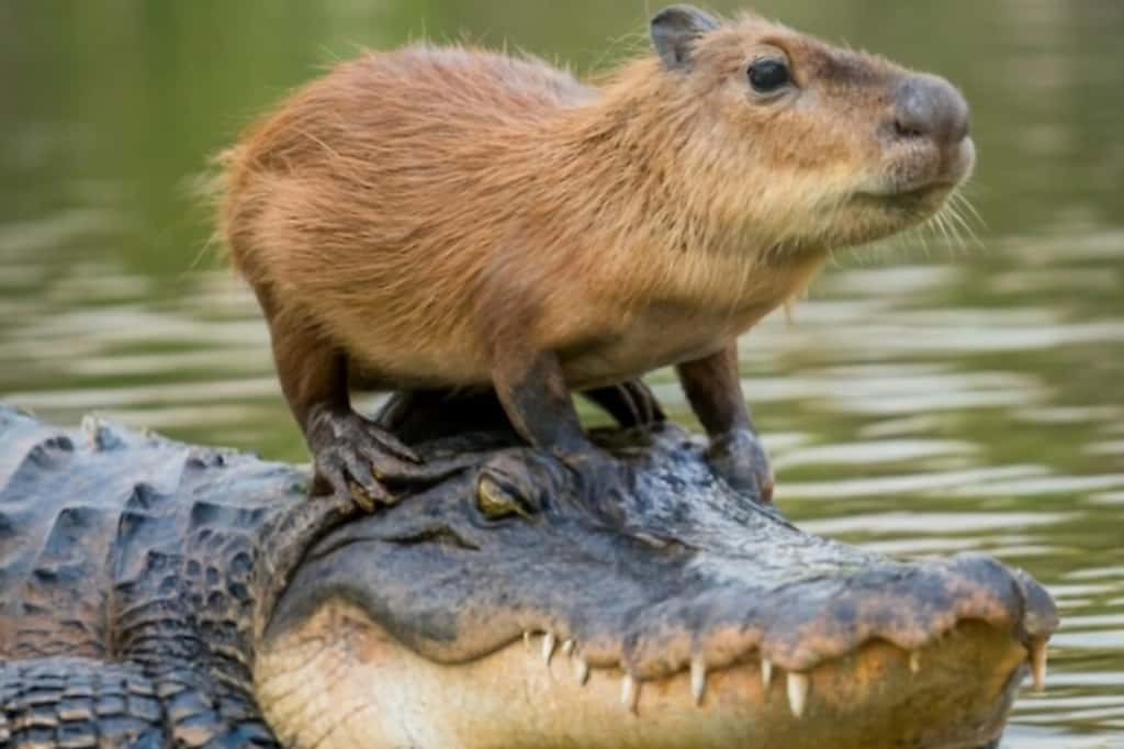  Les attaques de crocodiles sur les capybaras sont occasionnelles et non systématiques, mais ces gros rongeurs n'en sont pas moins de potentielles proies. © PawelNature, iStock