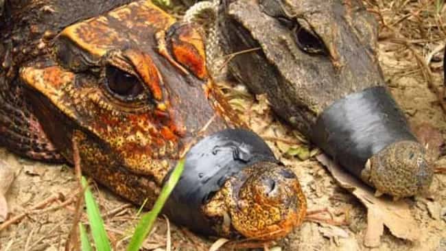 Un crocodile nain orange vivant dans les cavernes, à gauche, et un crocodile nain vivant dans la forêt, à droite. © Olivier Testa, Wikimedia Commons