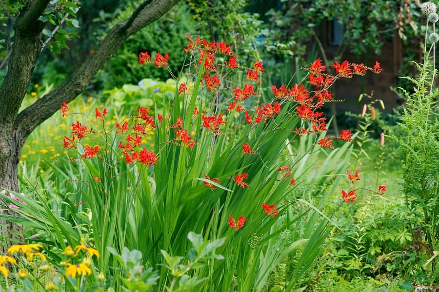 Touffe de crocosmias. Légende de l'image