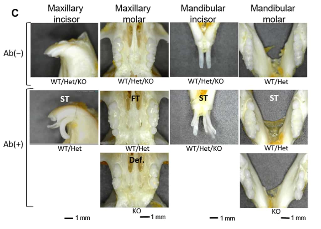  L'apparition de dents surnuméraires chez des souris génétiquement modifiées en présence des anticorps monoclonaux (Ab+), en comparaison à leur absence (Ab-). © A. Murashima-Suginami et <em>al. Science Advances</em> 
