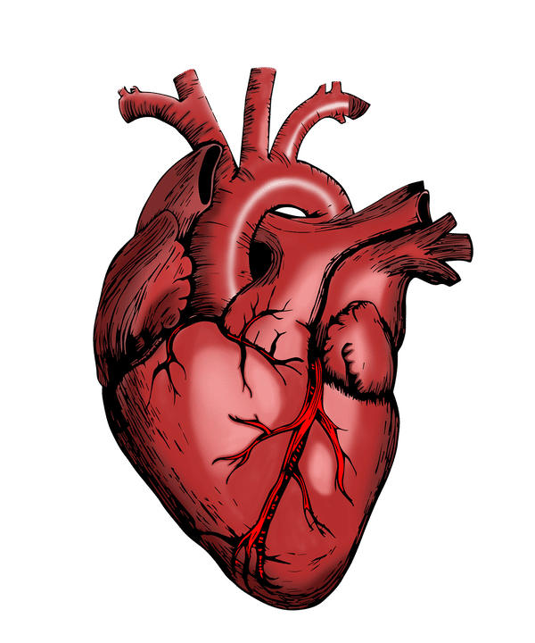 Ici, un cœur d'adulte humain. © Pixabay